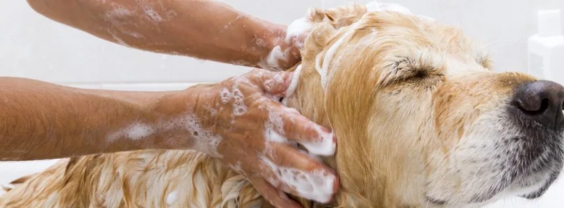 Baño de ozono para perros y gatos: ¿Qué es?